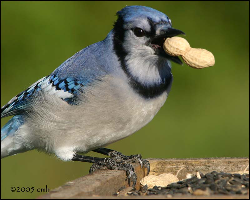 IMG_8534 Blue Jay.jpg