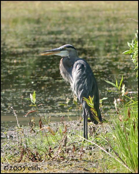 IMG_8676 Great Blue Heron.jpg