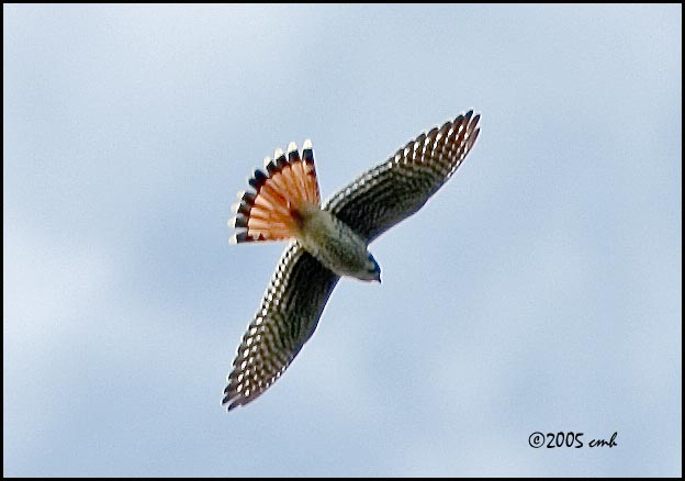 9082 American Kestrel adult male.jpg