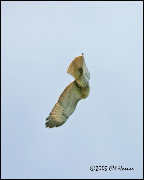 9269 Red-tailed Hawk.jpg