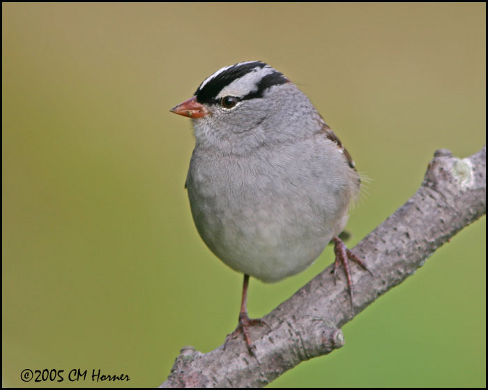 9279 White-crowned Sparrow.jpg