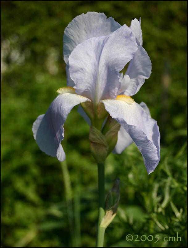 Pale Blue Bearded Iris 5810.jpg