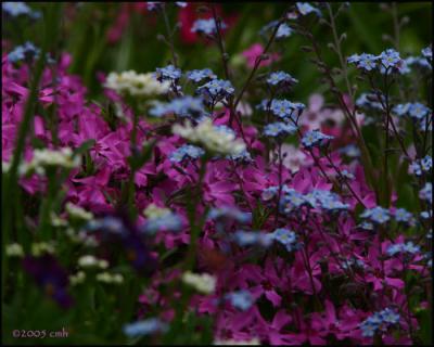 Phlox and Forget-me-nots 5223.jpg
