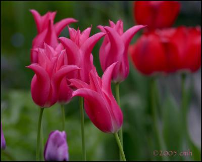 Pink Tulips 5280.jpg