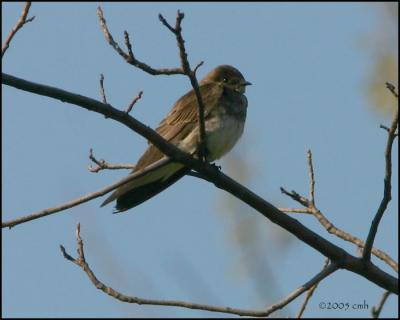 Northern Rough-winged Swallow 5321.jpg