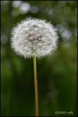 Dandelion Seedhead 5509.jpg