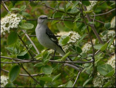 Northern Mockingbird 5637.jpg