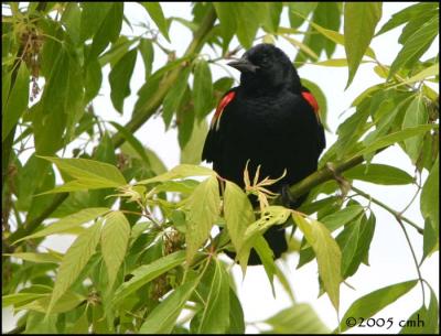 Red-wiinged Blackbird _5600.jpg