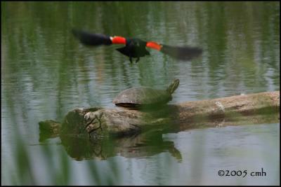 Red-winged Blackbird and Painted Turtle 5595.jpg