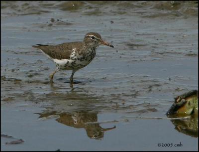 Spotted Sandpiper 5556.jpg