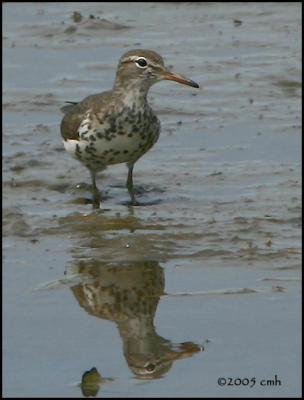 v3/64/512164/3/44631060.SpottedSandpiper5557.jpg