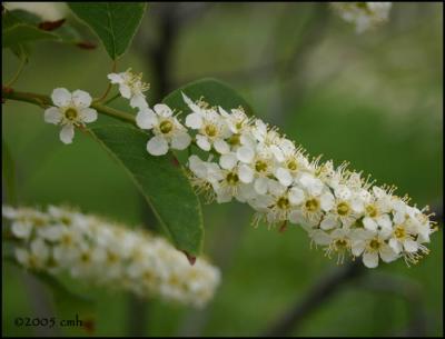 v3/64/512164/3/44631062.UnknownTreeBlossom5480.jpg