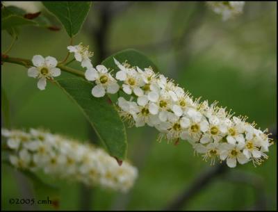 Choke Cherry  Blossom 5480.jpg