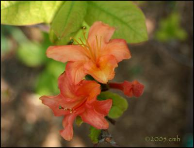 Azalea 5686.jpg