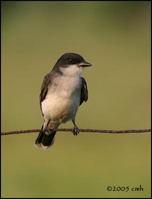 Eastern Kingbird 5776.jpg