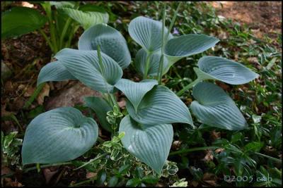 Freddi's Hosta 5652.jpg