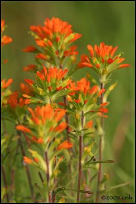 Indian Paintbrush 5758.jpg