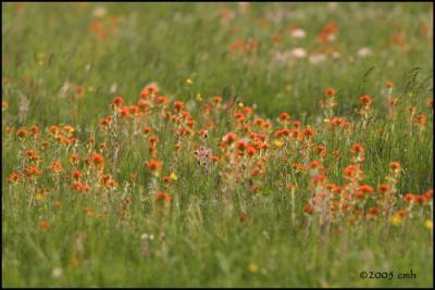 Indian Paintbrush 5760.jpg