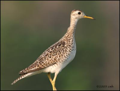 Upland Sandpiper 5751.jpg