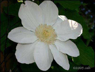 Lemon Chiffon Clematis _5815.jpg