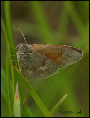 Common Ringlet 6026.jpg