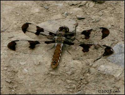 Common Whitetail female 6095.jpg