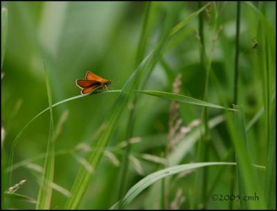 European Skipper 5925.jpg