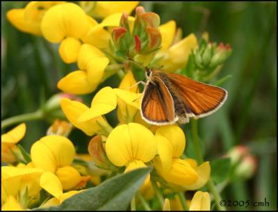 European Skipper 6077.jpg