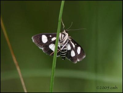 White-spotted Sable Moth 5966.jpg