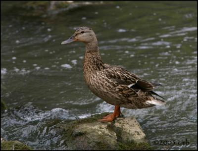 Mallard hen 6126.jpg