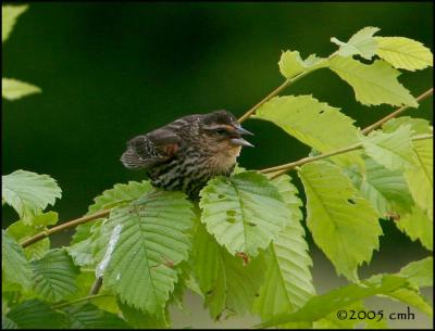 Red-winged Blackbird 1st Summer Male 6058.jpg
