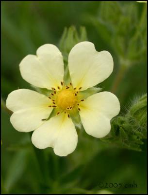 Sulphur Cinquefoil 6034.jpg