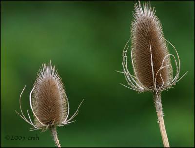 Teasel_5991.jpg