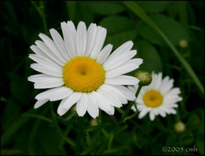 Daisy 6174.jpg