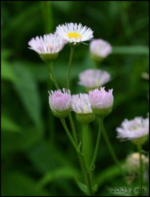 Fleabane 6167.jpg