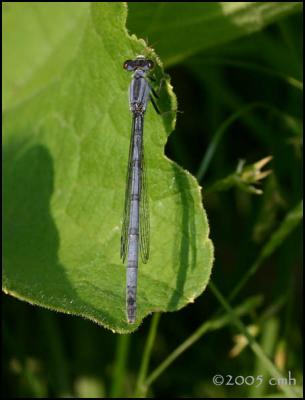 Eastern Forktail female 6186.jpg