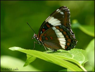 White Admiral 6420.jpg