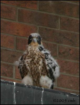 Peregine Falcon chick 6277.jpg