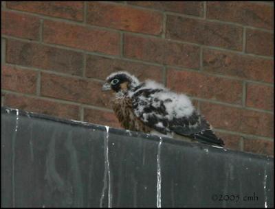 Peregrine Falcon chick 6270.jpg