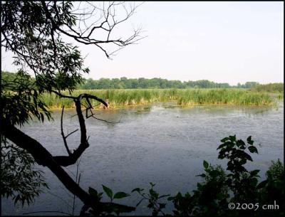 Cranberry Marsh _6197.jpg