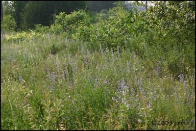 Jackson Creek Wildflowers 6458.jpg