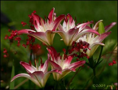 Lollipop Lily 6327.jpg