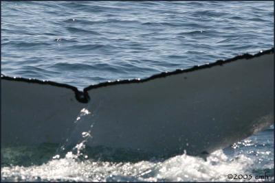 IMG_6560 Humpback Whale.jpg