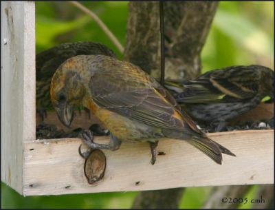 IMG_6648 Red Crossbill male.jpg