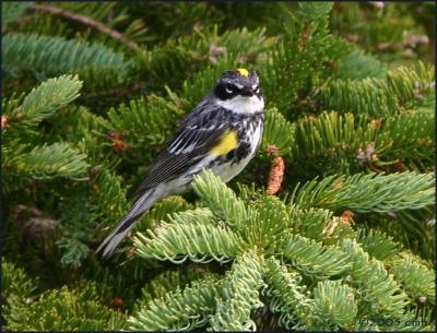 IMG_6655 Yellow-rumped Warbler.jpg