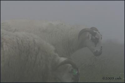 IMG_6672 Sheep in the fog at Cape St. Mary's.jpg