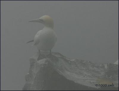 v3/64/512164/3/46727870.CopyofNewfoundlandwebsizeIMG_6678NorthernGannet.jpg