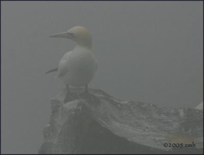 IMG_6678 Northern Gannet.jpg