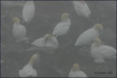 IMG_6679 Gannet colony.jpg