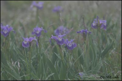 IMG_6710 Blue Flag Iris.jpg